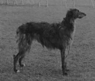 Champion Ardneish Scourie